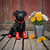 LRB001  "Raven" Black Labrador Retriever Puppy in Rain Boots
