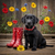 LRB004  "Cash" Black Labrador Retriever Puppy with Rain Boots
