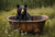 BIT009  "Oakley" Bear in Rusted Tub in Field of Flowers