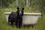 BIT013  "Oscar" Bear Chillin' by  Cast Iron Tub in a Field of Flowers