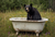 BIT016  "Bruce" Bear in a Cast Iron Tub in a Field of Flowers