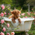HCT001 "Maisie" Baby Miniature Highland Cow in a Tub of Bubbles