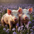 PIG005 Two Pigs Chillin' in a Field of Purple Flowers