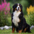 BER001 "Lainey" Bernese Mountain Dog