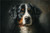 BER009 "Miles" Bernese Mountain Dog
