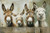 Donk003 Funny Farm Donkeys