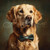 GOLD002 "Dexter" Golden Retriever