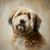 HAV001 "Teddy" Havanese
