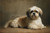 SHI002 "Gizmo" Shi Tzu