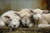 LAMB003 Three Baby Lambs