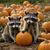 RAC001 Two Raccoons Pumpkin Patch