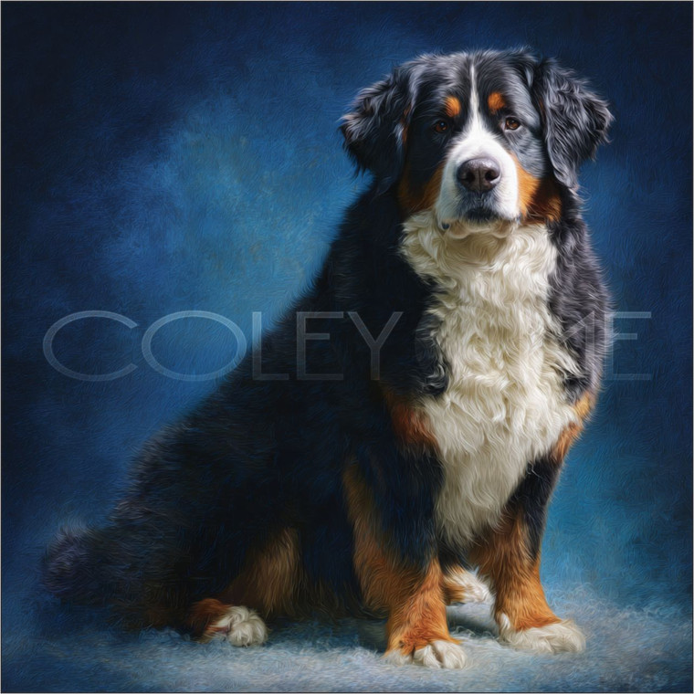 BER005"Tank" Bernese Mountain Dog