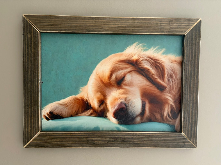 GOLD005 "Murphy" Golden Retriever Chillin' on Couch