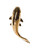 Wanddecoratie vis - Keramiek - Goud - Middel - 23 cm