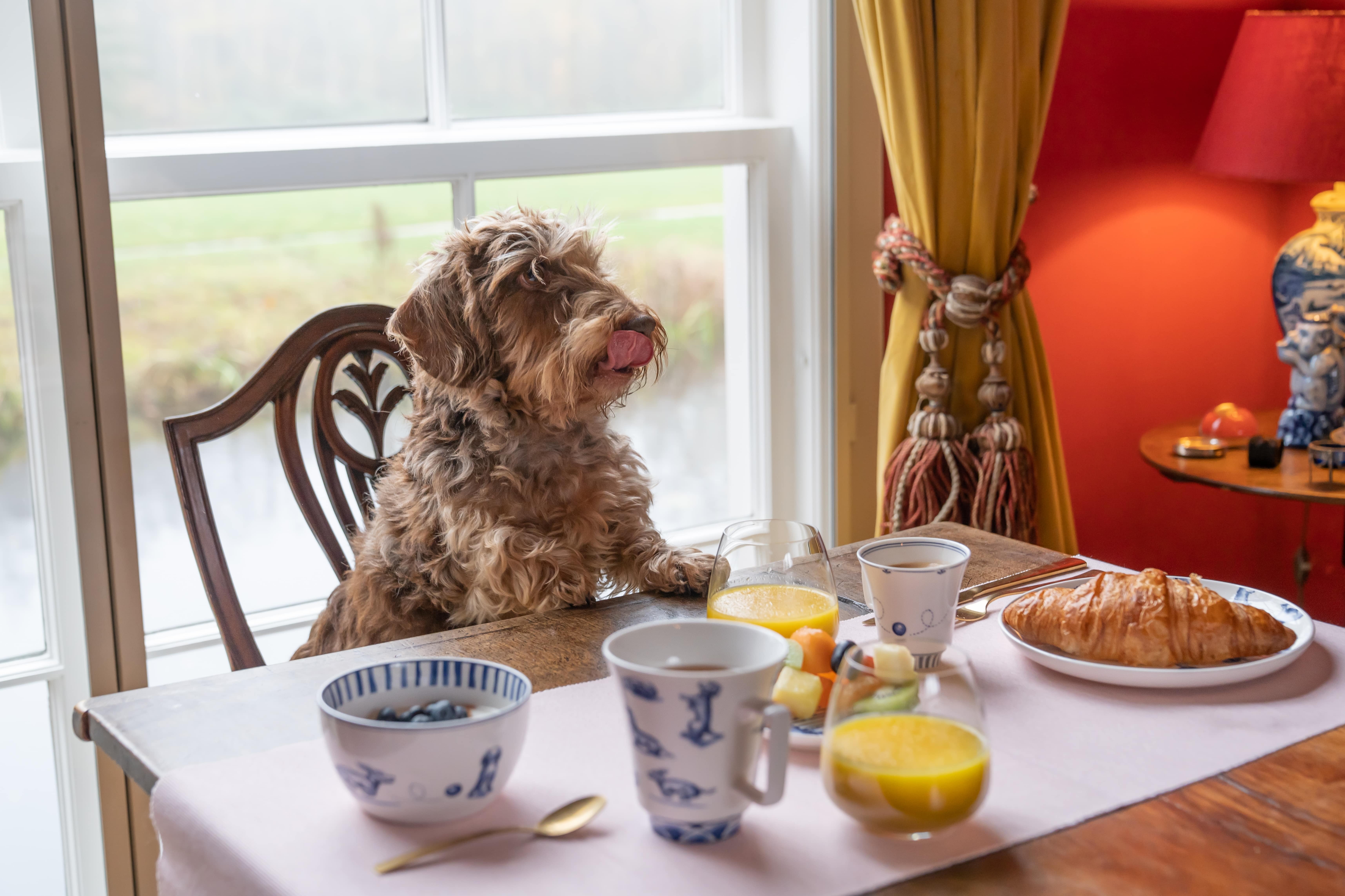 De winnaars van de dierendagactie