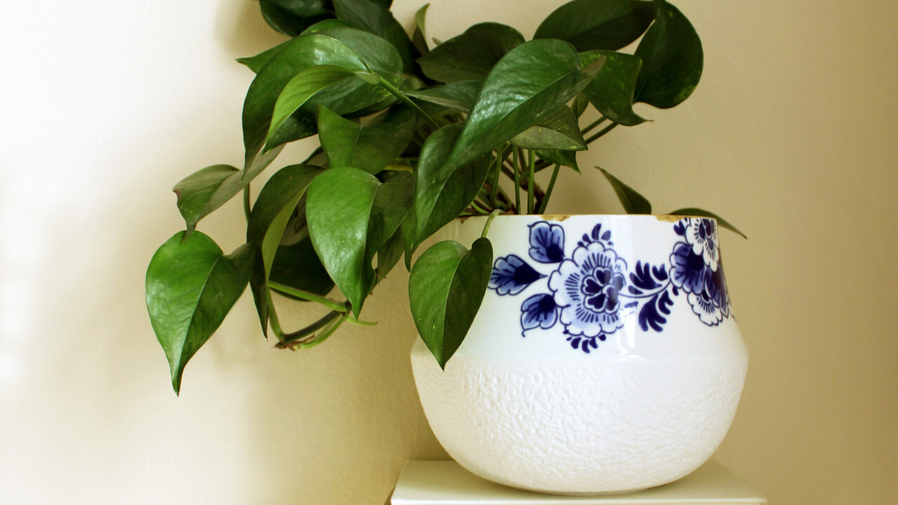 Bloempotten voor in huis