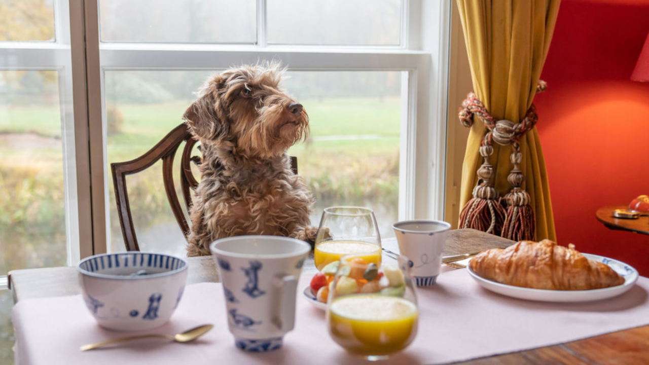 Teckel Nhaan servies uitgekozen als finalist!
