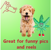 PAW:20 MJ Squeaker Dog Toy - 13"