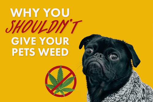 Pets and Pot