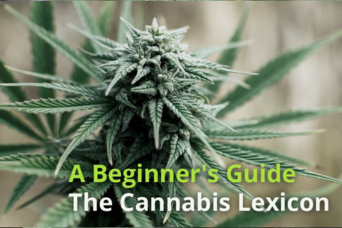 A Beginner's Guide: The Cannabis Lexicon