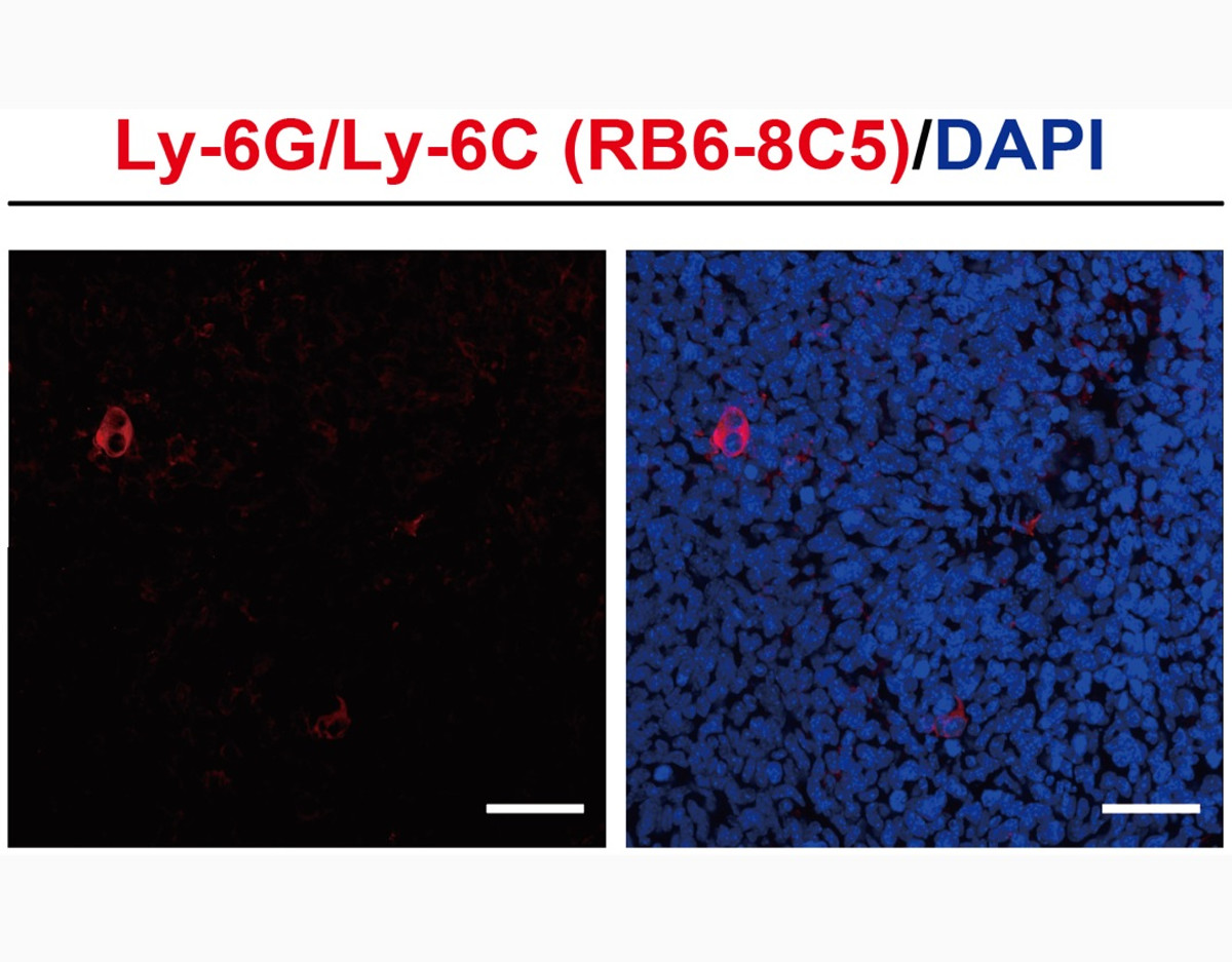 Anti-Mouse Ly-6G/Ly-6C In Vivo Antibody - Low Endotoxin (RB6-8C5) [ICH1131]