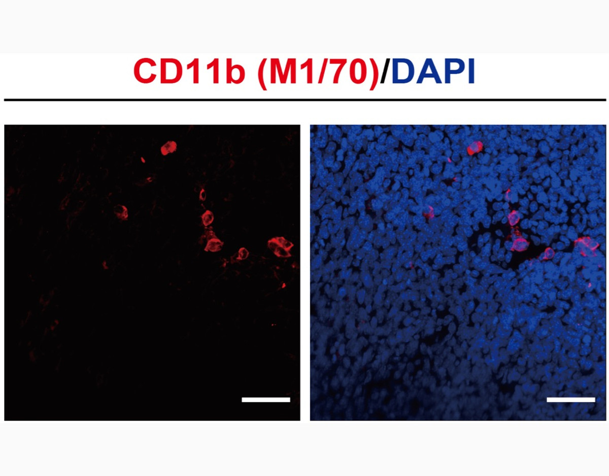Anti-Mouse CD11b In Vivo Antibody - Low Endotoxin (M1/70) [ICH1049]
