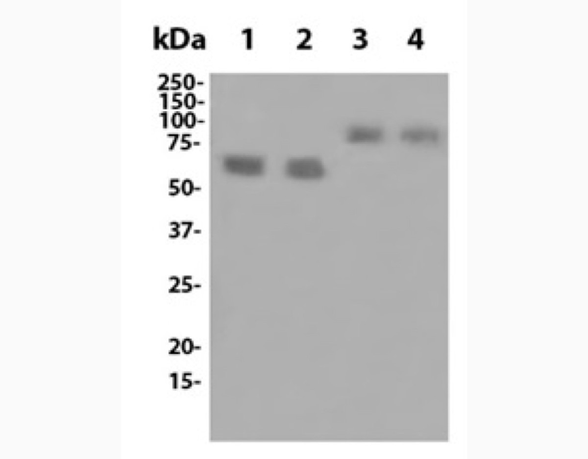 Anti-Mouse LAG-3 (C9B7W) In Vivo Antibody - Low Endotoxin