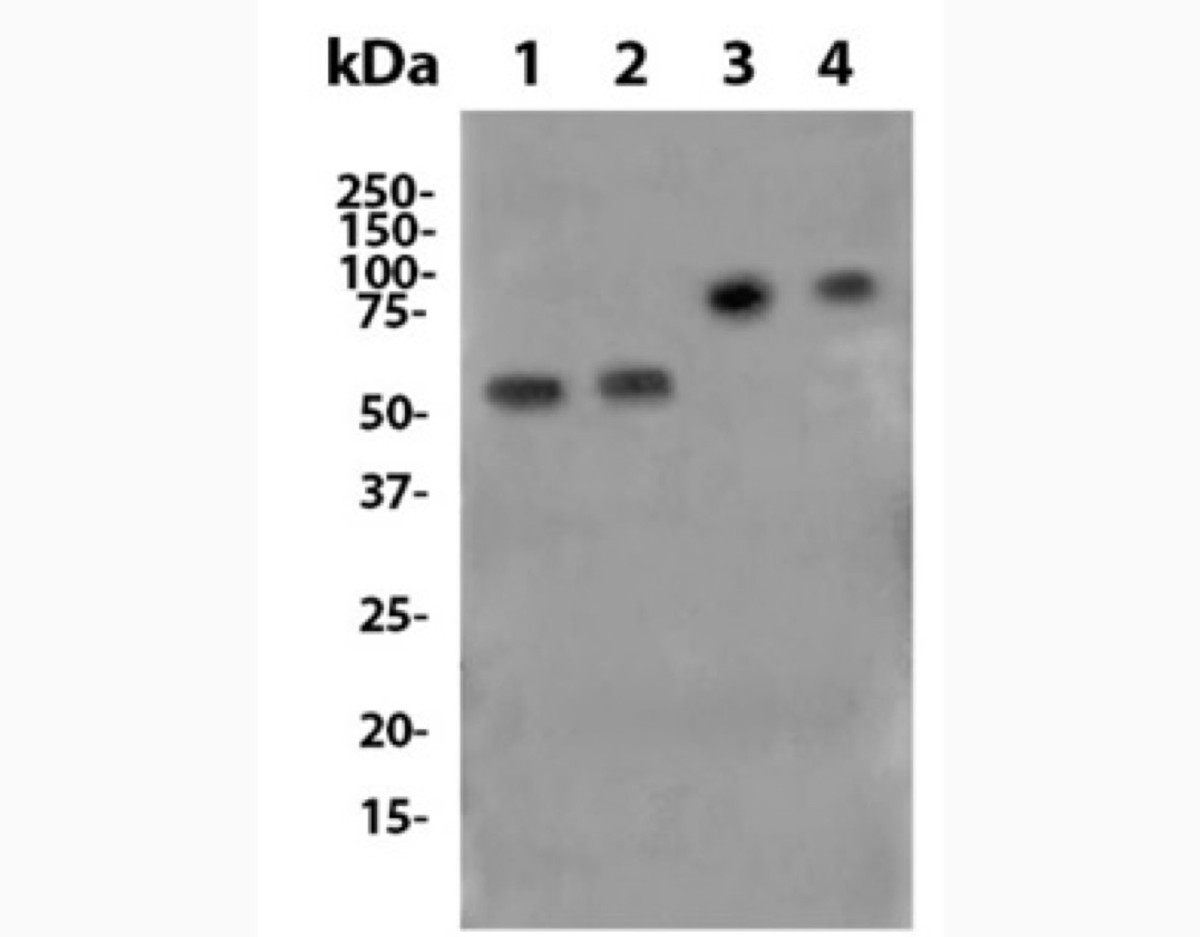 Anti-CD86 (GL1) In Vivo Antibody - Low Endotoxin