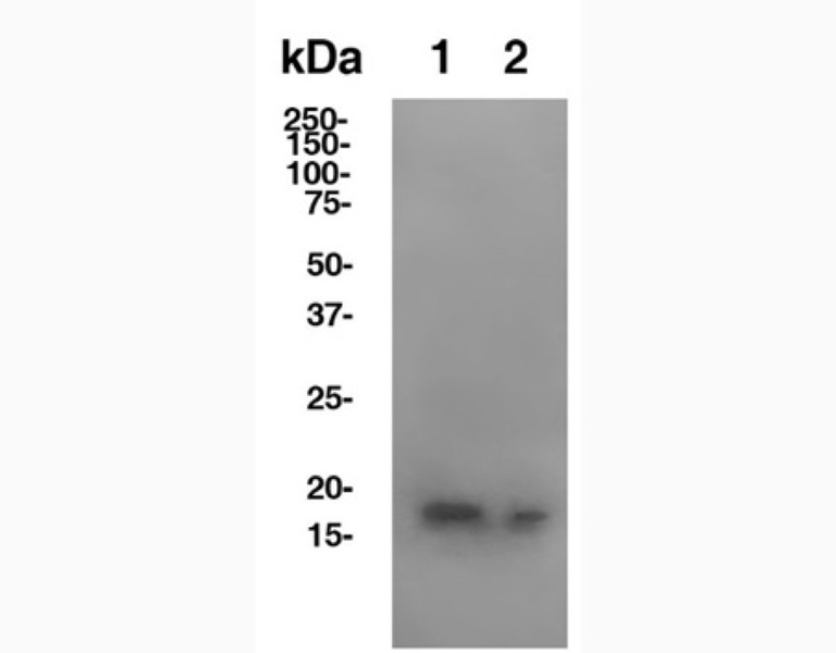 Anti-Mouse IL-1b In Vivo Antibody - Low Endotoxin (B122) [ICH1100]