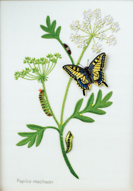Lifecycle of the Swallowtail Butterfly Lifecycle of the Swallowtail Butterfly