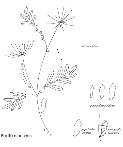 Swallowtail Butterfly placement diagram Swallowtail Butterfly placement diagram