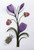 Crocus, Clover and Jewel Beetle