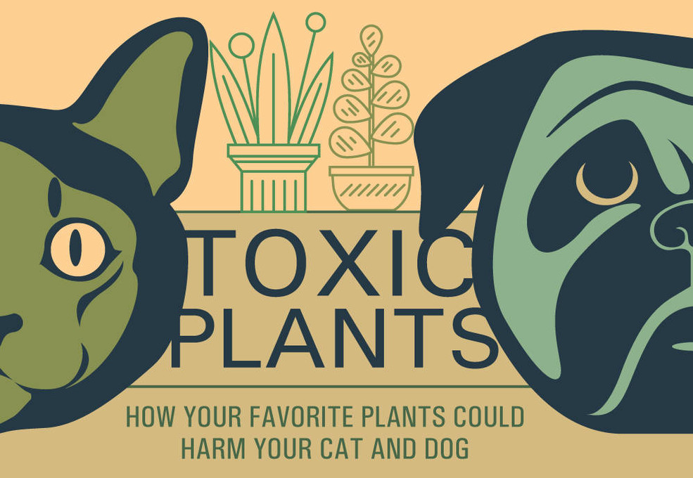 Houseplants & Pets: Toxic Plants to Avoid and Beautiful Pet-Safe Alternatives