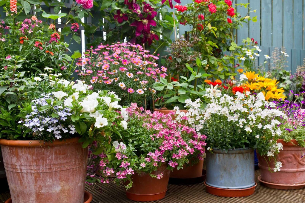 How to Arrange Garden Pots
