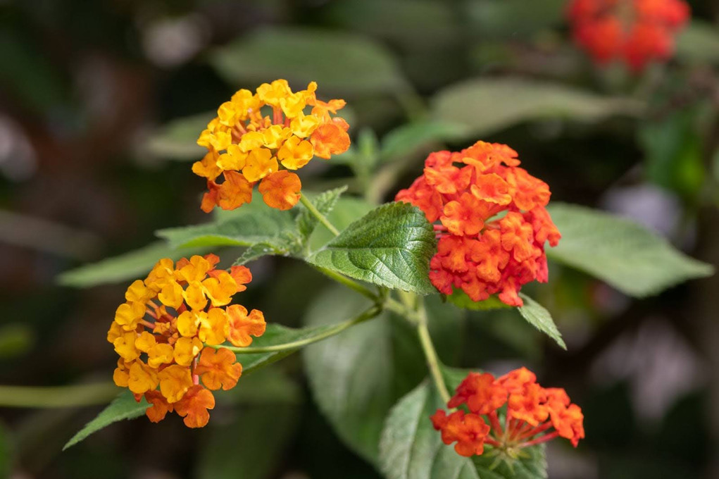The Ultimate Guide to Caring for Lantana in Pots
