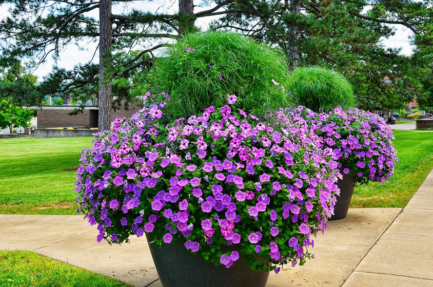 The Complete Guide to Planting in Large Planters 