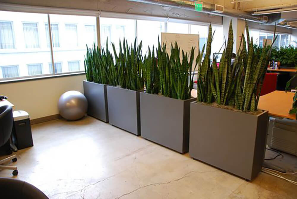 Using a Planter as a Room Divider