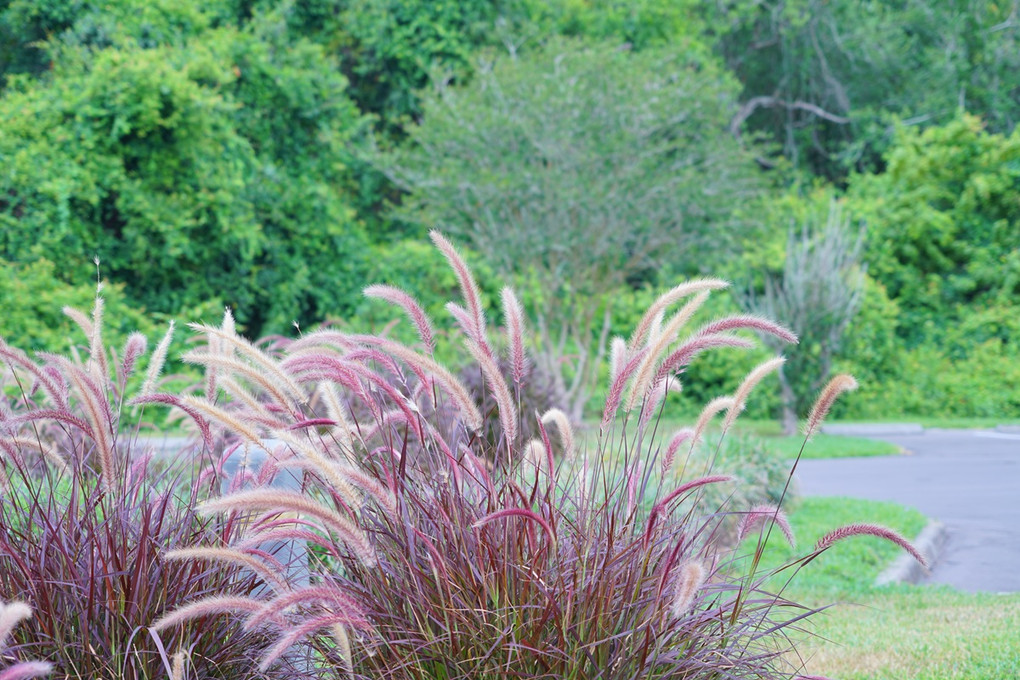 Gorgeous Pink Muhly Grass Landscape Ideas for a Vibrant Garden