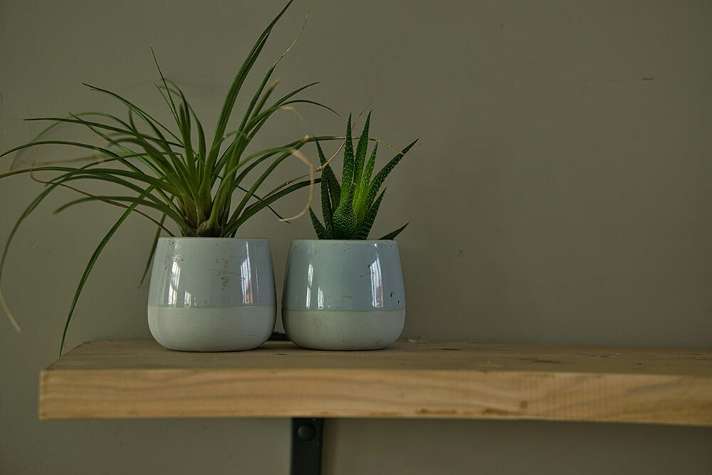 What's the Difference Between Planters and Pots? Here is All You Need to Know!