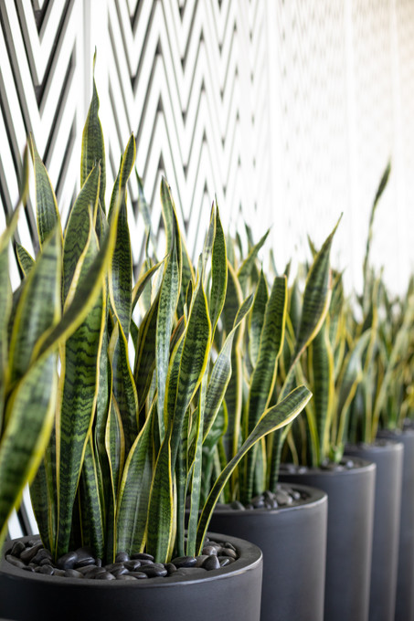 Round Planters Size Guide and Plant Arrangement Ideas