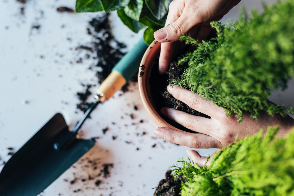 Your Complete Guide on How to Use Planters & Pots