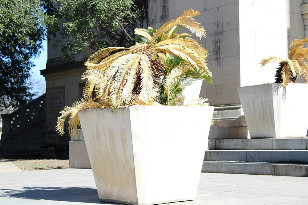 Palm Tree Planter – What Is the Best Planter for Your Palm Tree?