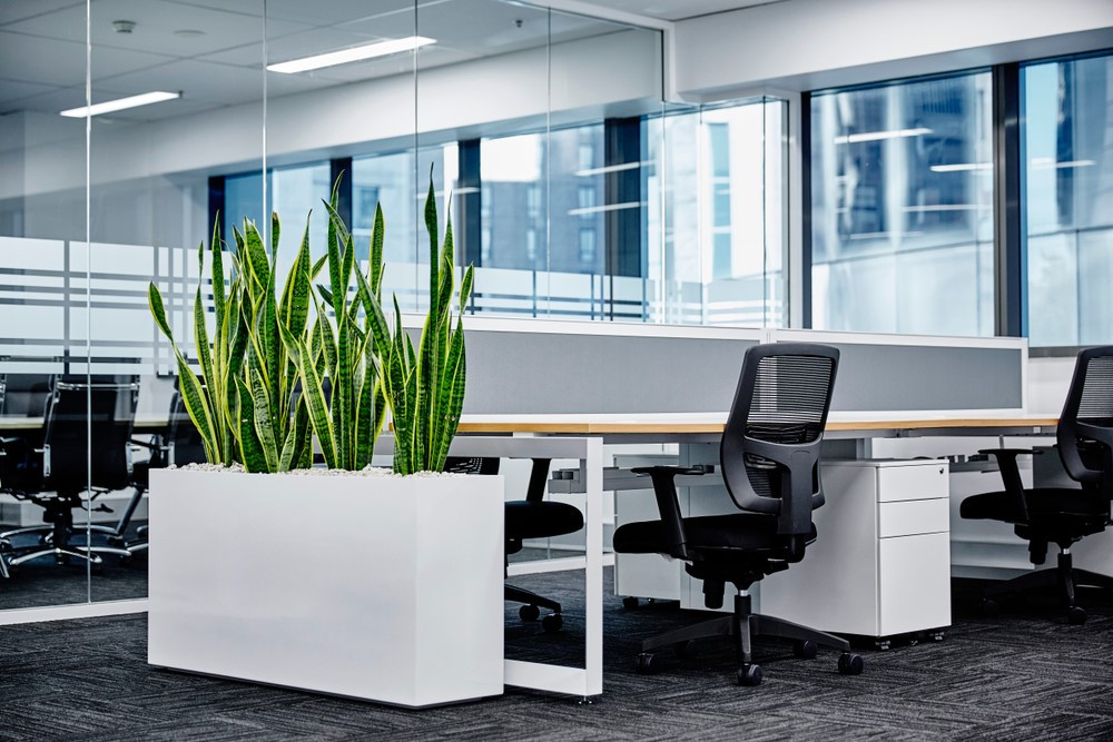 The Ultimate Guide to Office Plants and Planters