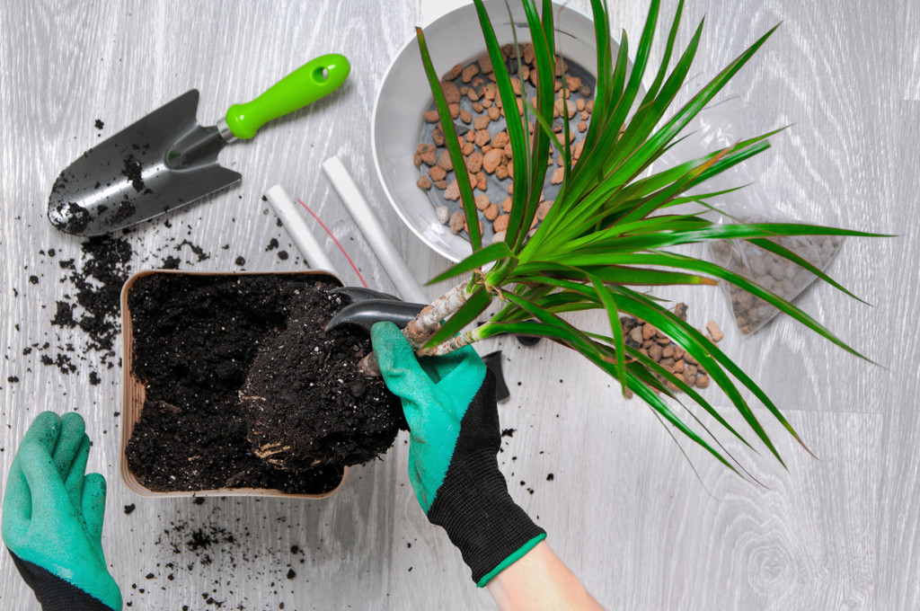 When (and How) to Switch Planters: A Complete Guide for Healthy Plants