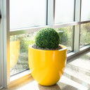 Alzira round tapered fiberglass planter pot in glossy yellow finish with round topiary by window
