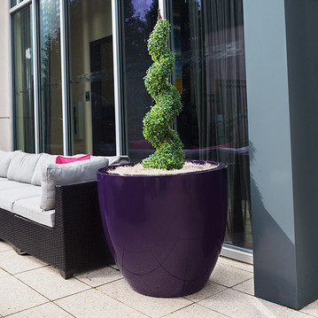 Wannsee large round fiberglass tree planter in purple finish with tall topiary on outdoor patio