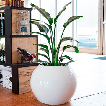 White Globe Spherical Planter Pot with tall leafy plant in a modern indoor setting