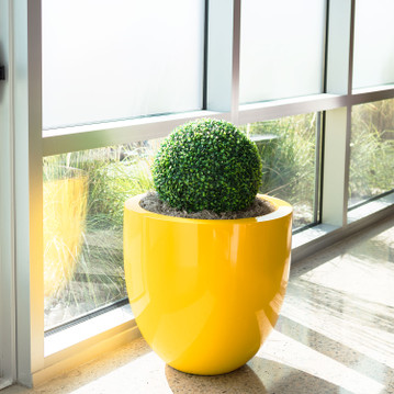 Alzira round tapered fiberglass planter pot in glossy yellow finish with round topiary by window