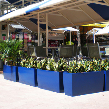 Panama tapered fiberglass planter boxes in blue finish with snake plants outside café patio