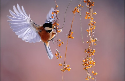 Wildlife-Friendly Landscape Design From Scratch